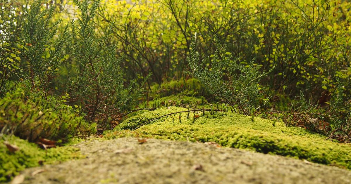 Cervical Cancer Insights: Snooki's Diagnosis and What You Need to Know