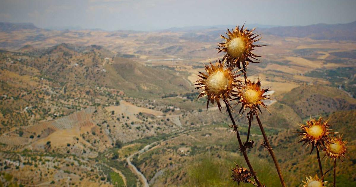 Top Probiotics Benefits for Women’s Health in 2026